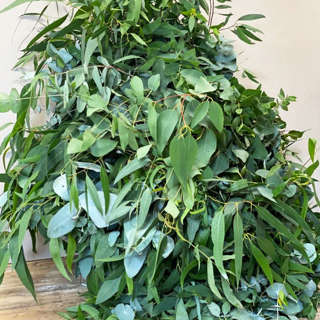 Mixed Eucalyptus Foliage