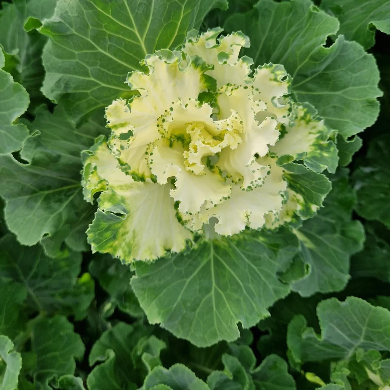 Brassica (Indoor grown) White Ruffle-10 stems