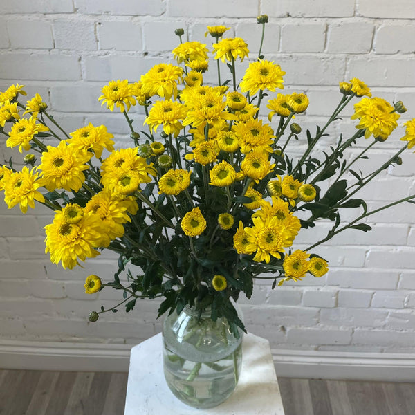 Chrysanthemum Beppie Yellow - 10 stems