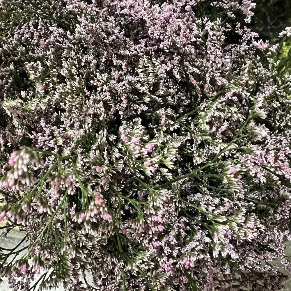 limonium lilac online