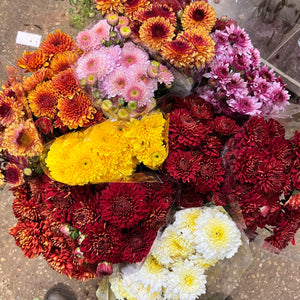 FARM SHOP FLOWERS - UK Grown Chrysanthemum x 6