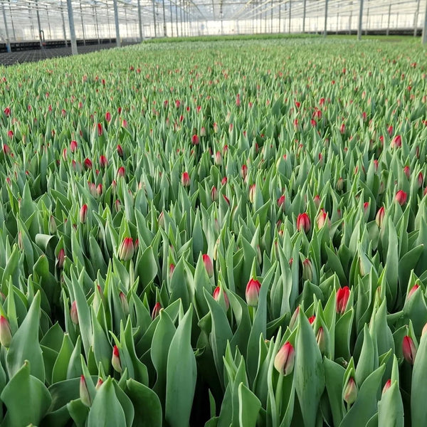 Tulip - ON THE BULB - Seadov Red OTB Tulip - 10 Bulbs