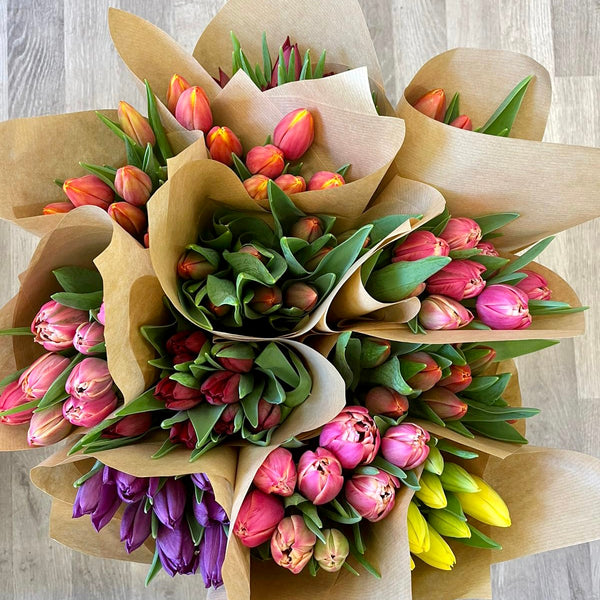 FARM SHOP Tulip 6 bunches x 8 Stems