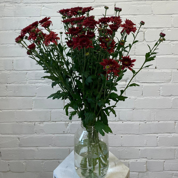 Chrysanthemum Beppie Red - 10 stems