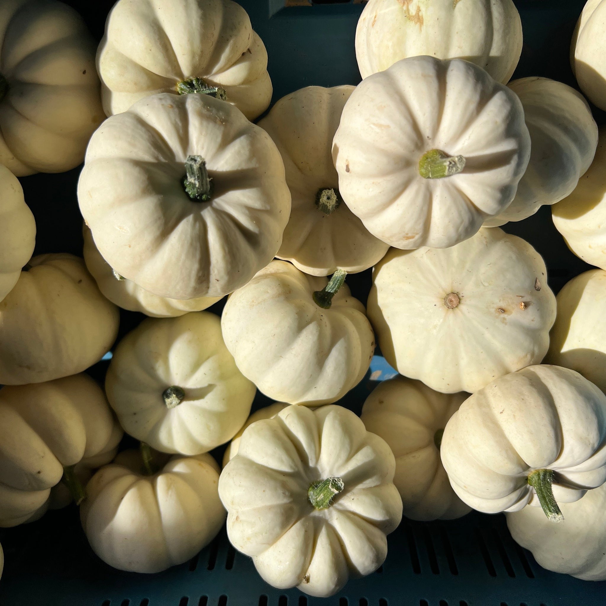 Squash - Casperita White Box of 10