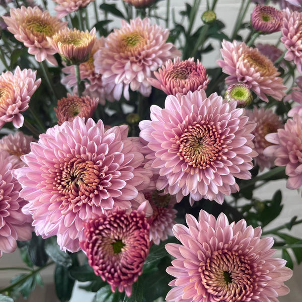 Chrysanthemum Blenda Pink- 10 stems