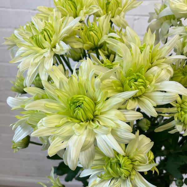 Chrysanthemum Baltica Lime - 10 stems