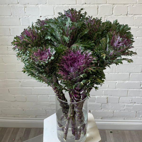 Brassica (Indoor Grown) Feather Queen- 10 stems