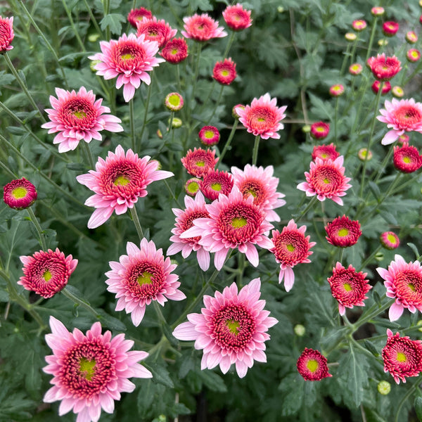 Chrysanthemum Beppie Pink - 10 stems