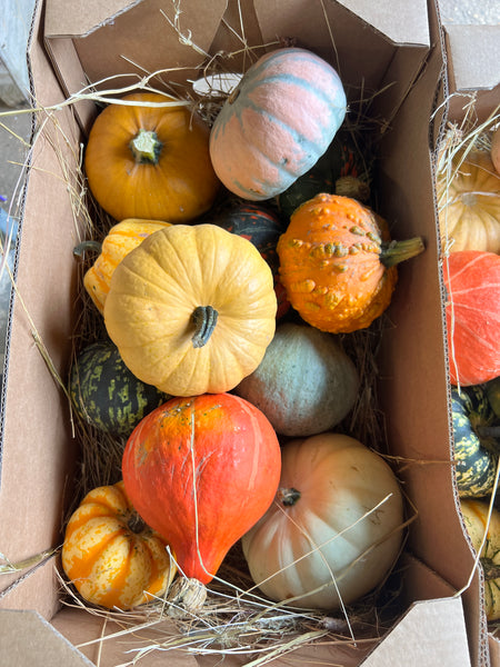 Squash - Assorted (edible) Box of 12