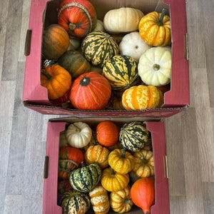 Squash - Assorted (edible) Box of 25