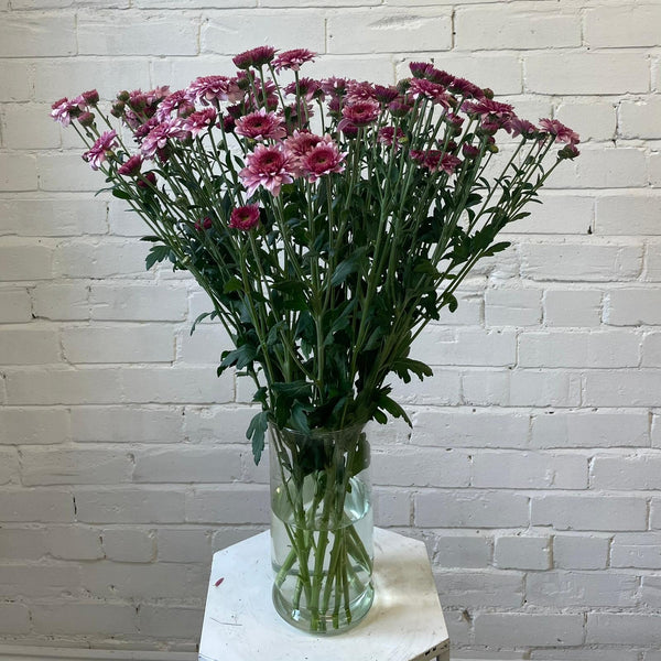 Chrysanthemum Beppie Pink - 10 stems