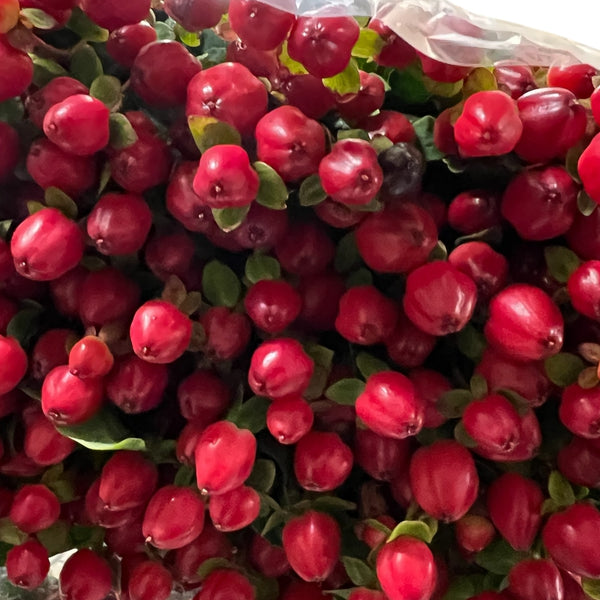 IMPORT Magical Red Hypericum - 10 stems