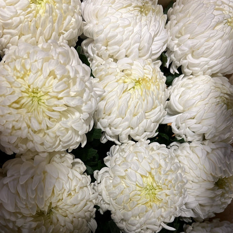 Chrysanthemum Blooms - Misty White-5 stems