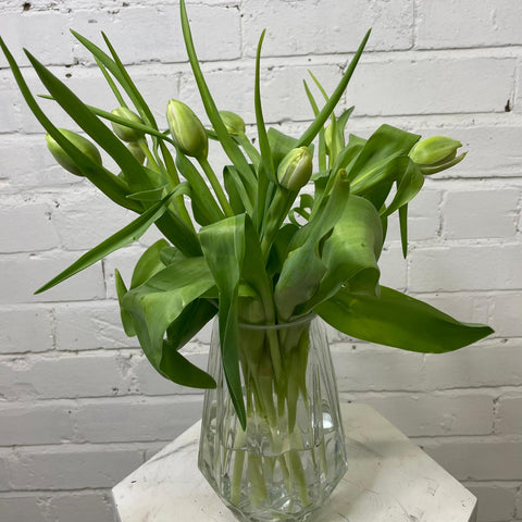 Tulip - Double White Tuscany 8 stems