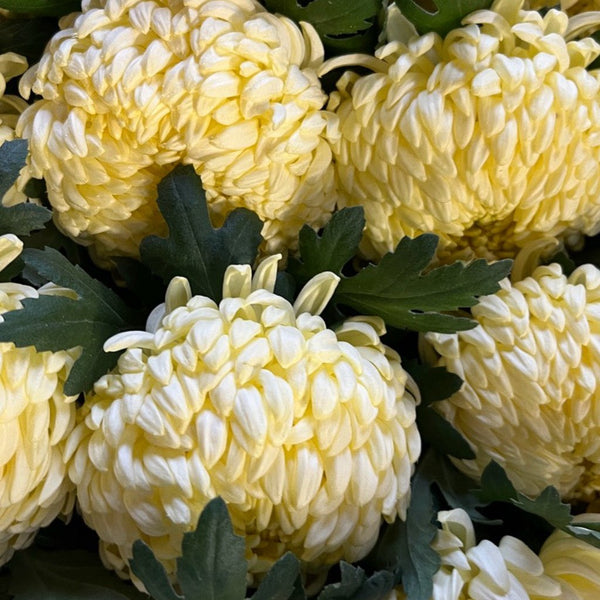 Chrysanthemum Blooms - Misty Cream-5 stems