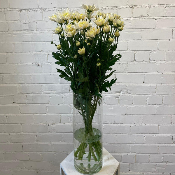 Chrysanthemum Baltica White-cream - 10 stems