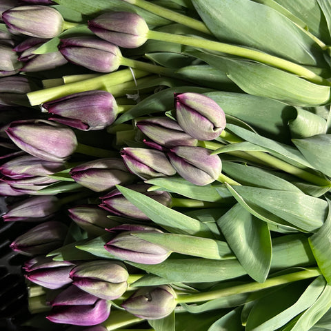 Tulip - Purple Saigon - 8 stems