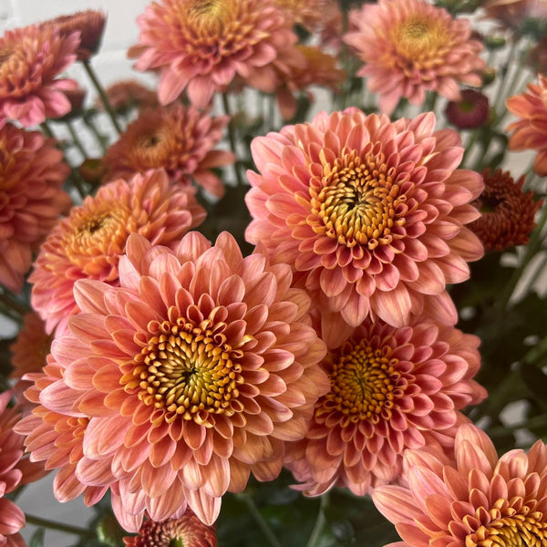 Chrysanthemum Blenda Bronze- 10 stems