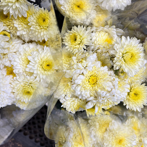 Chrysanthemum White/Cream Mix - 4 stem bunch