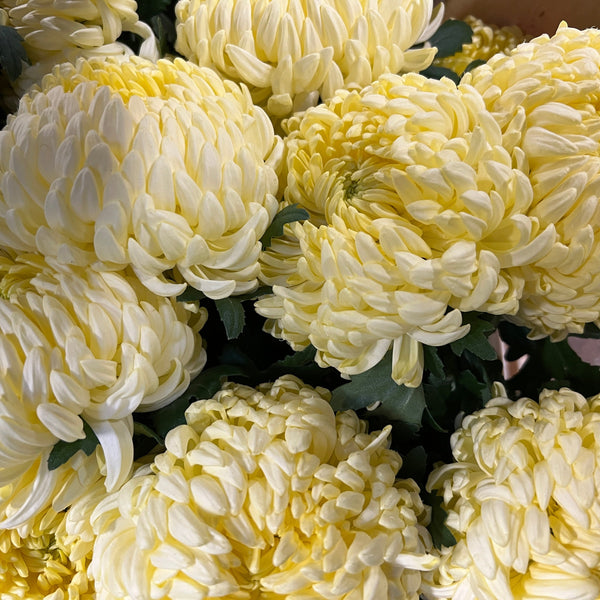 Chrysanthemum Blooms - Misty Cream*BOX OFFER 30*