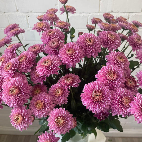 Chrysanthemum Blenda Purple- 10 stems