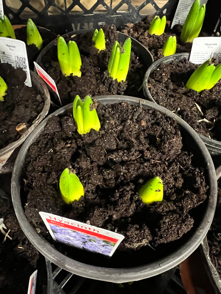 Hyacinth - POTTED - Blue