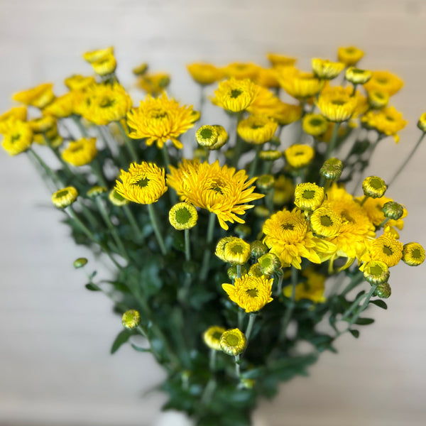 Chrysanthemum Blenda Yellow- 10 stems