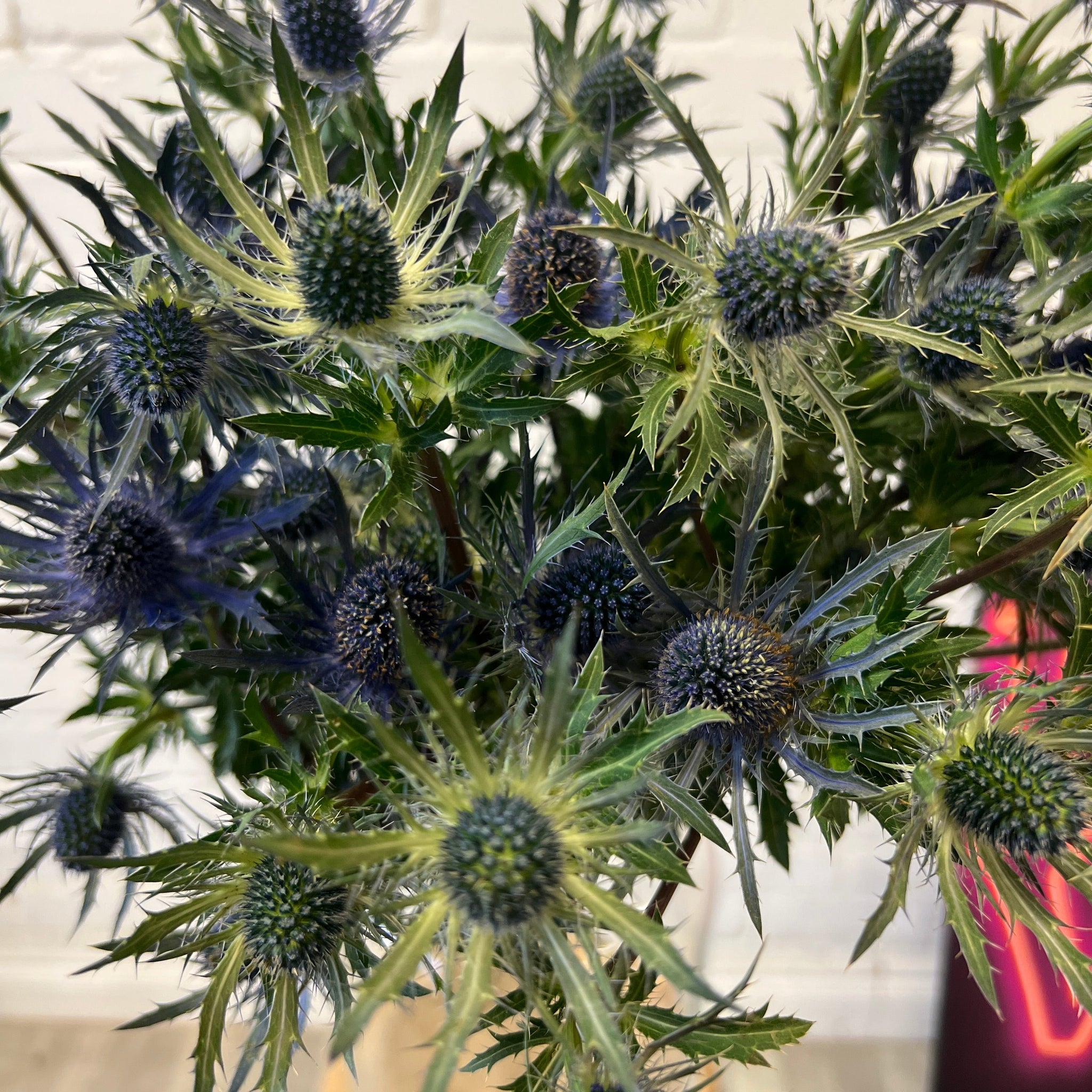 IMPORT - Eryngium Blue (KE) 10 Stems