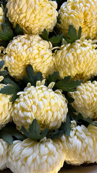 Chrysanthemum Blooms - Misty Cream*BOX OFFER 30*