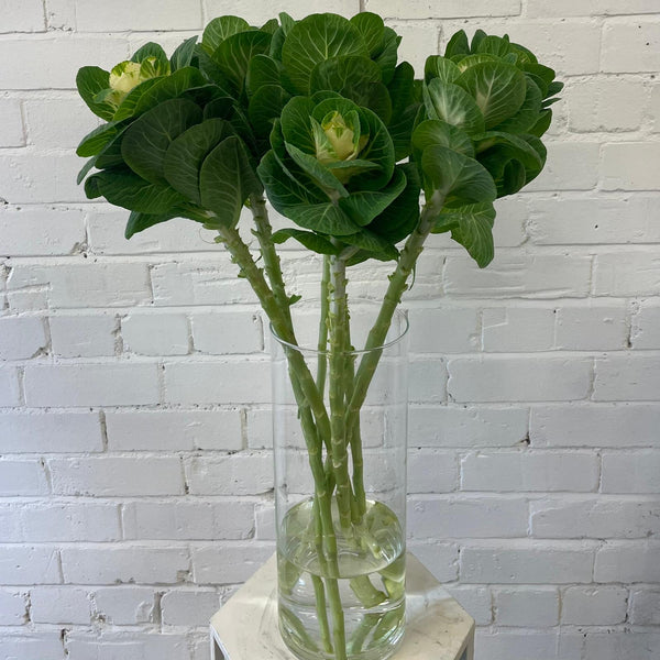 Brassica (Indoor grown) White Crane **Box Offer** 60 stems