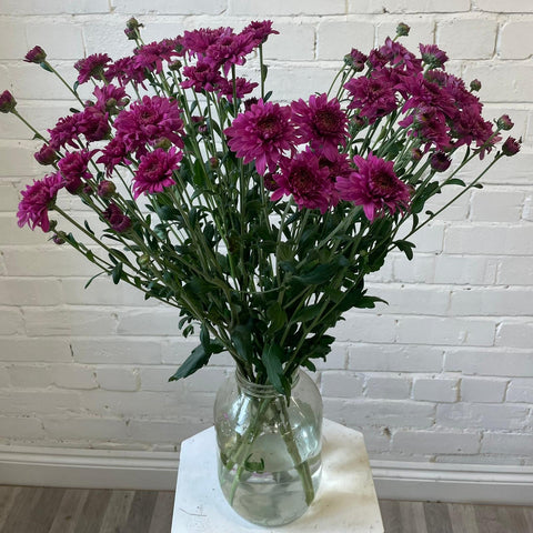 Chrysanthemum Beppie Super Purple - 10 stems