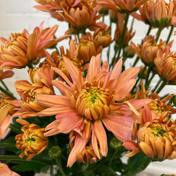 Chrysanthemum Baltica Salmon - 10 stems