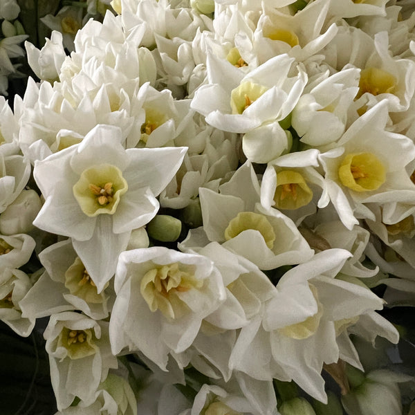 Narcissi Grand Primo - Bundle of 50 stems