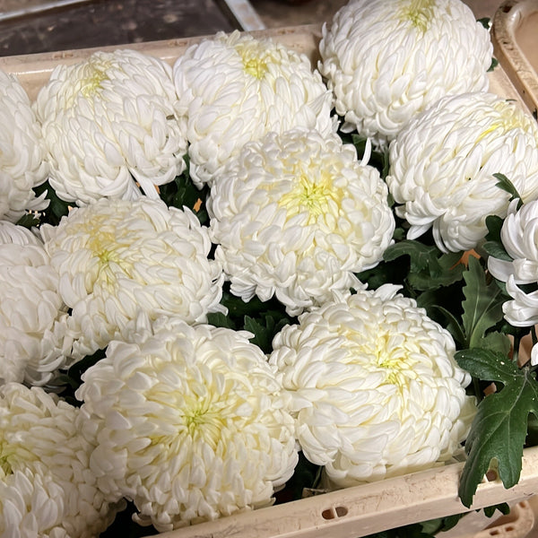 Chrysanthemum Blooms - Misty White*BOX OFFER 30*