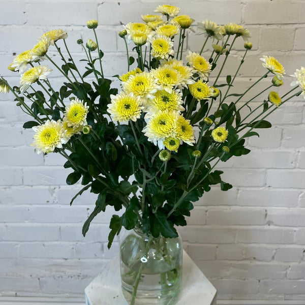 Chrysanthemum Blenda White- 10 stems