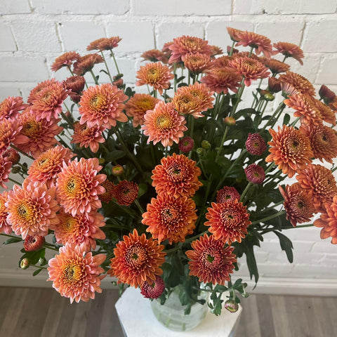 Chrysanthemum Blenda Bronze- 10 stems