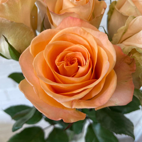 IMPORT ROSE - Peach Tiffany 60cm 10 stems