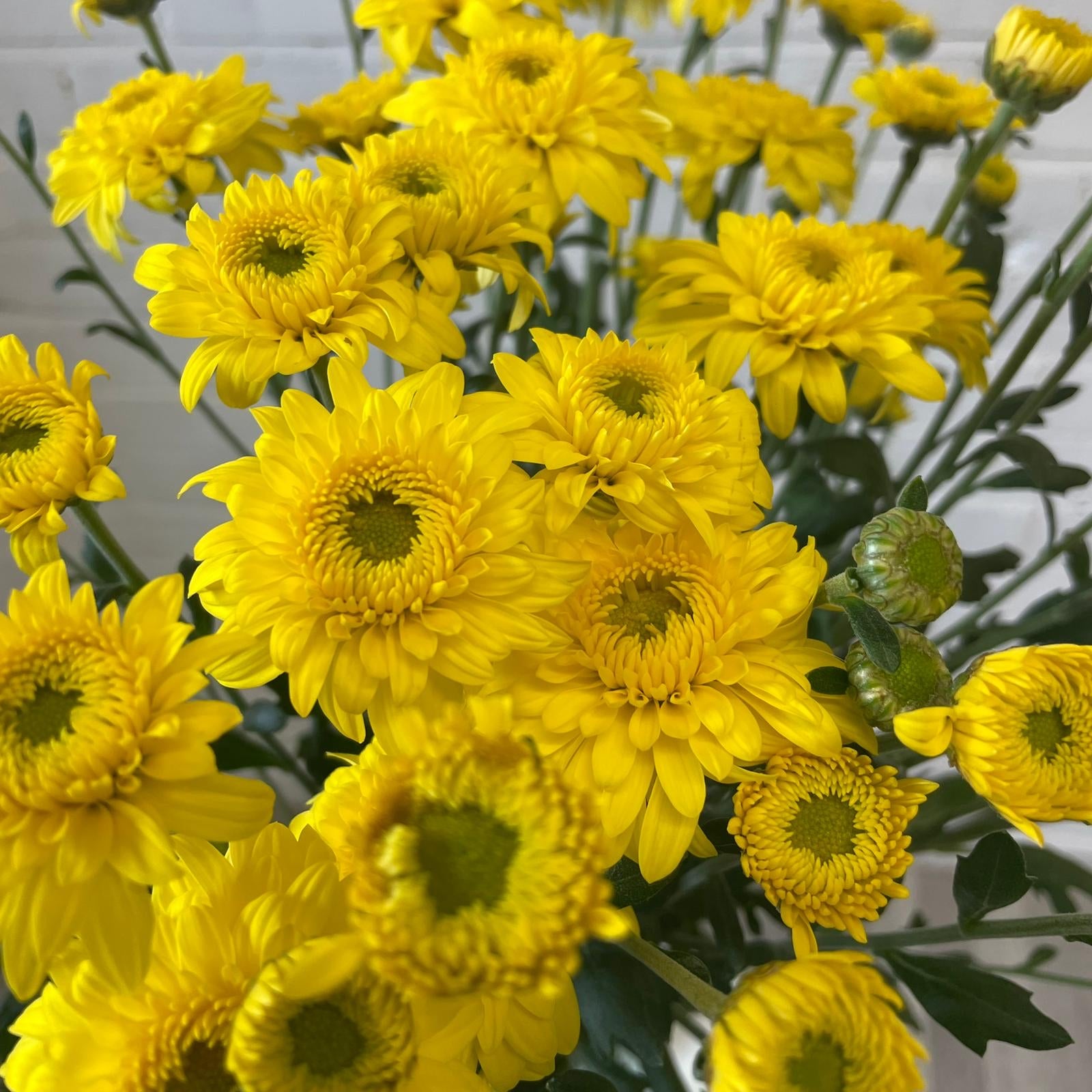 Chrysanthemum Beppie Yellow - 10 stems