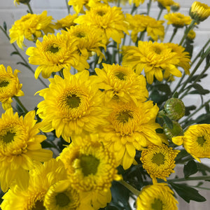 Chrysanthemum Beppie Yellow - 10 stems