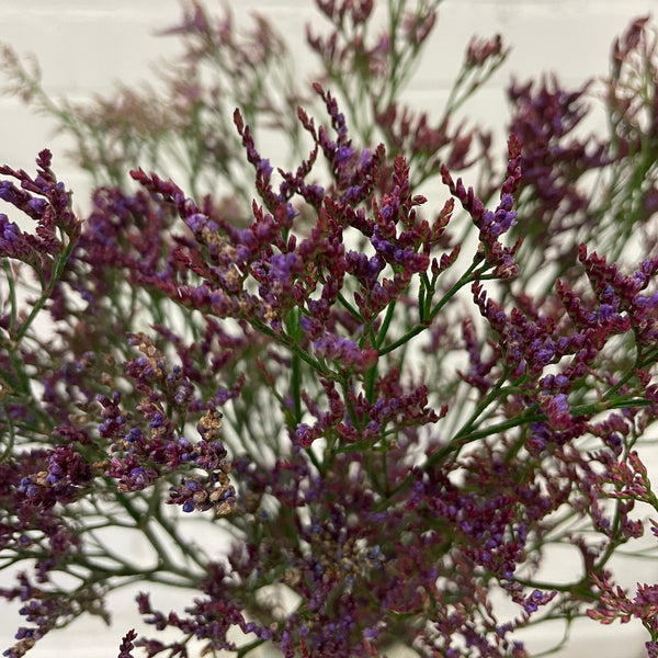 IMPORT(KE) Limonium Purple Shooting Star-25 stems