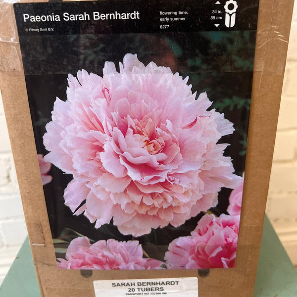 peonies uk grown