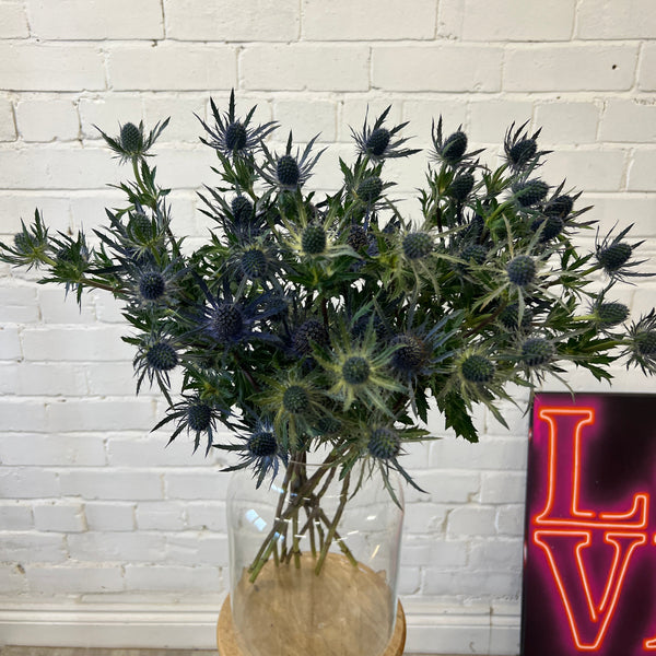 IMPORT - Eryngium Blue (KE) 10 Stems