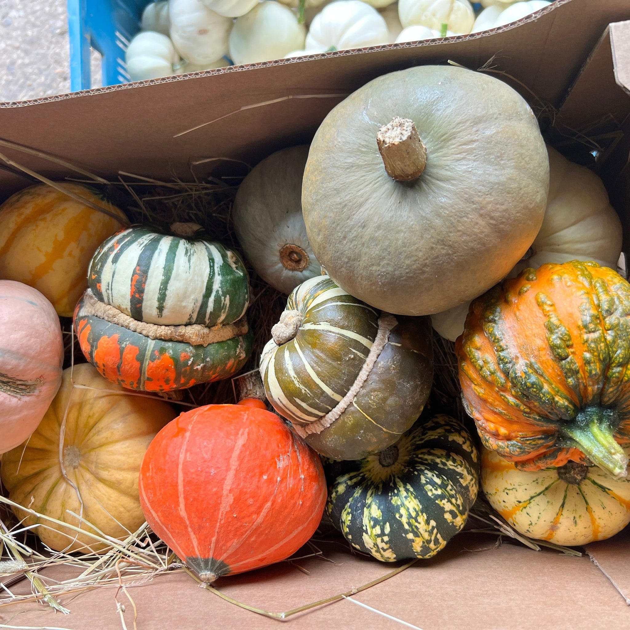 Squash - Assorted (edible) Box of 12