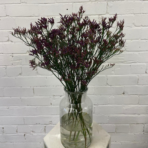 IMPORT(KE) Limonium Purple Shooting Star-25 stems