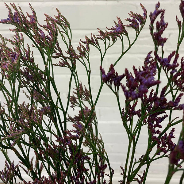 IMPORT(KE) Limonium Purple Shooting Star-25 stems