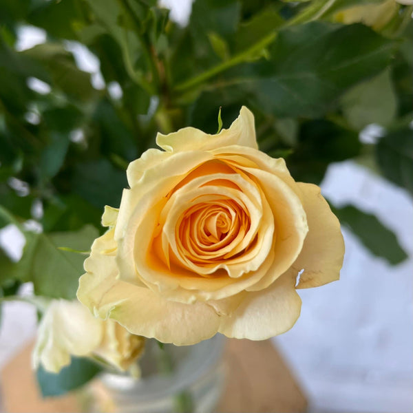 IMPORT ROSE Spray Roses Peach/cream - 10 stems/50cm