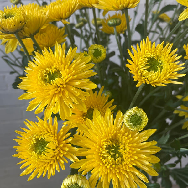 Chrysanthemum Blenda Yellow- 10 stems