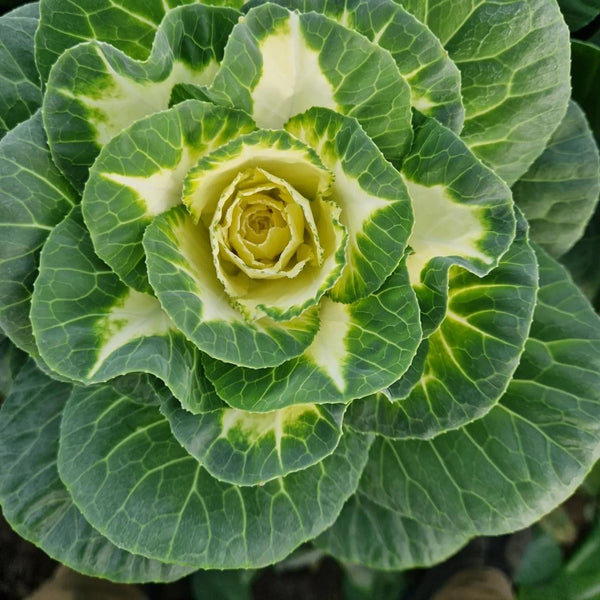 Brassica (Indoor grown) White Crane-10 stems