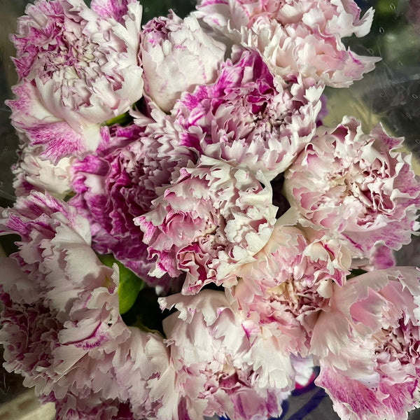 IMPORT - Standard Carnation - Fancy Purple 25 stems